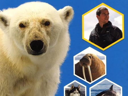 BEAR GRYLLS ACTIVITY BOOK: POLAR WORLDS Hot on Sale